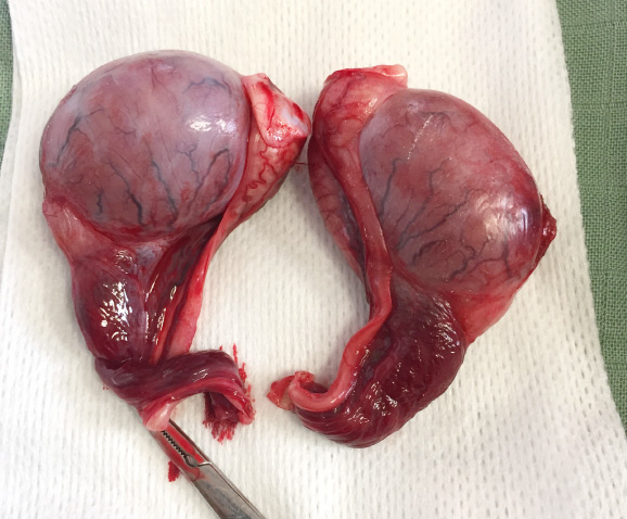 Castration du chien