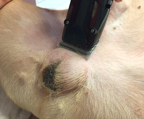 Castration du chien