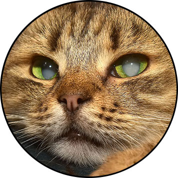 Cataracte du chat et œil d'un vieux chat
