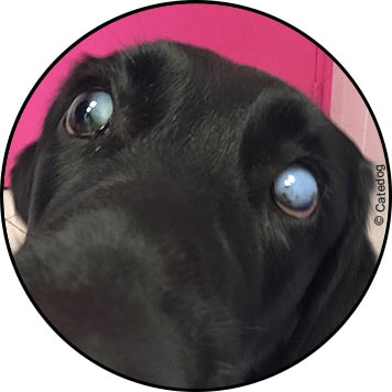 Cataracte de l'œil chez le chien
