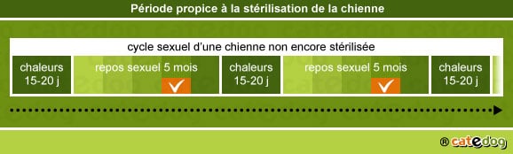 chaleurs-cycle-sexuel-sterilisation-chienne