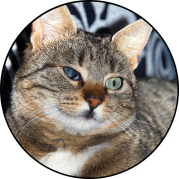 Chat aveugle ou atteint de cécité
