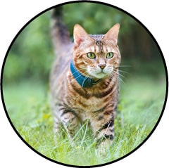 Chat aveugle et collier GPS Tractive