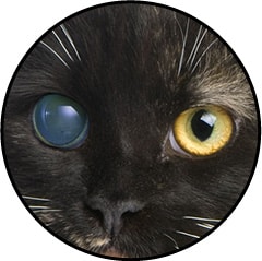 Chat aveugle et glaucome