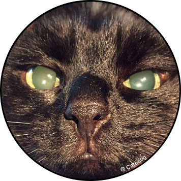 Chat aveugle ou opacité du cristallin
