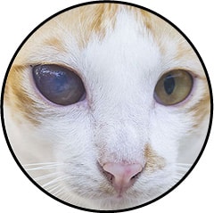 Chat aveugle et uvéite