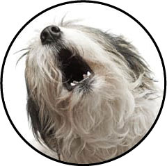 Chien qui aboie