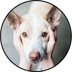 Anxiété et stress du chien