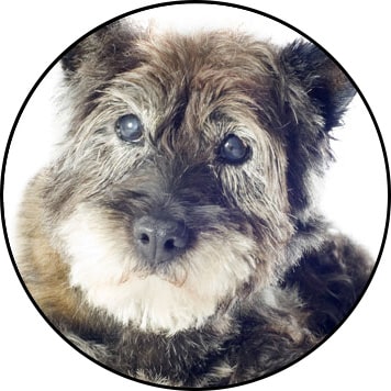 Chien aveugle atteint de cécité