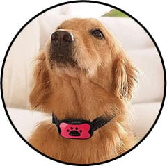 Collier anti-aboiement pour chien