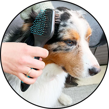 Comment brosser son chien