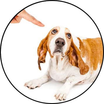 Mon chien fait des bêtises dans la maison