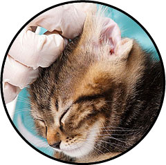 Comment nettoyer les oreilles d'un chat