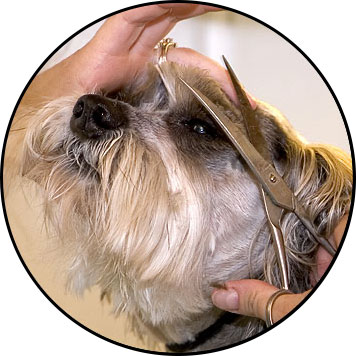 Comment nettoyer les yeux d'un chien