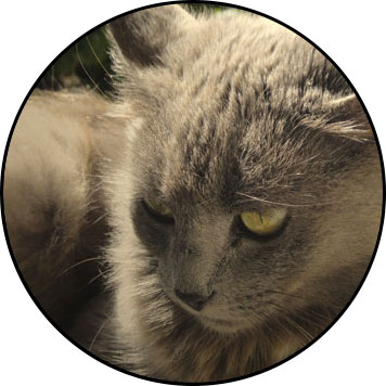 comportement anormal du chat âgé ou senior