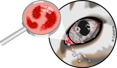 Conjonctivite bactérienne du chat en photo et traitement