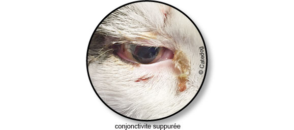 conjonctivite-chat-oeil-rouge-pleure-ferme