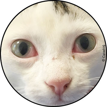 Conjonctivite du chat et paupière remontée sur l'œil