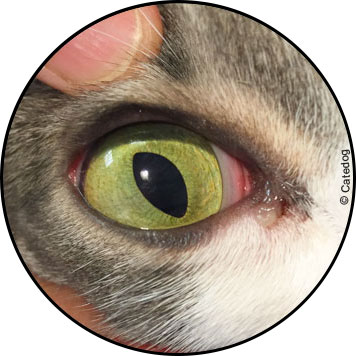 Conjonctivite du chat en photo et traitement