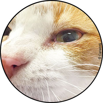 Conjonctivite du chat en photo et traitement