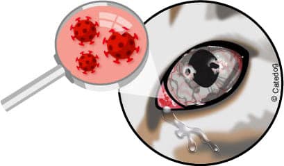 Conjonctivite virale du chat en photo et traitement