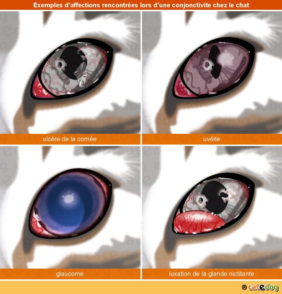 conjonctivite-glaucome-ulcere-cornee-uveite-luxation-glande-chat