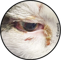 Conjonctivite du chat en photo et traitement