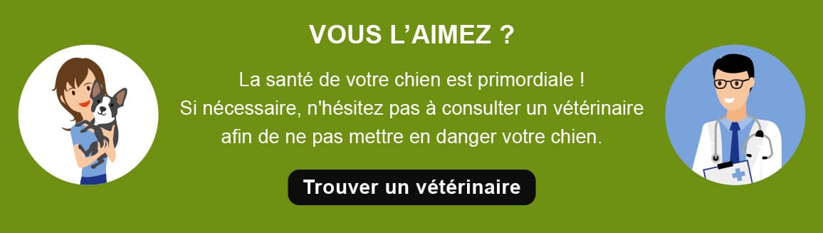 Conseil vétérinaire pour le chien