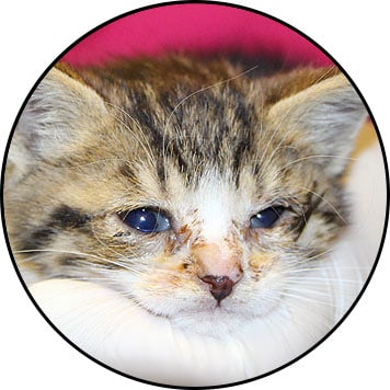 Coryza chez le chat et le chaton et traitement