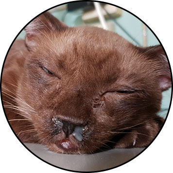 Coryza chez le chat