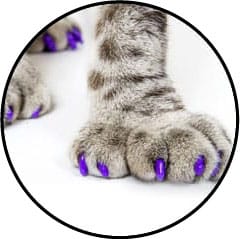 Couvre griffes pour chat
