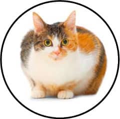 Cystite et infection urinaire chez le chat stressé