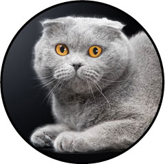 Cystite et infection urinaire chez le chat stressé