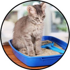 Cystite et infection urinaire chez le chat stressé