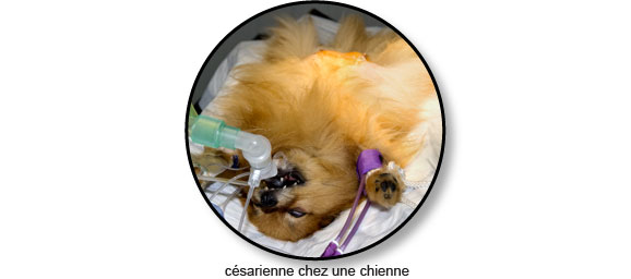 Accouchement et césarienne chez le chien