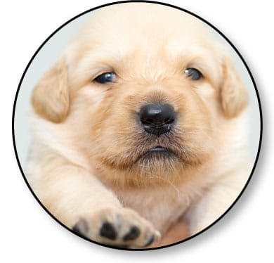 Mon chiot fait des bêtises lorsque je m'absente