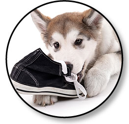 Mon chiot fait des bêtises quand je m'absente