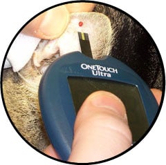 diabete-chat-dosage-fructosamine