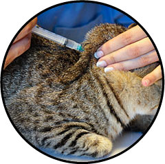 Diabète du chat et injection d'insuline