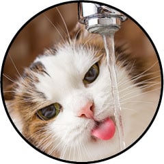 Diabète sucré chez le chat qui boit beaucoup