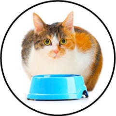 Diabète sucré chez le chatobèse
