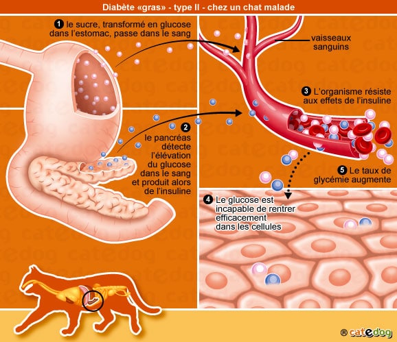 diabete-sucre-gras-type-II-chat