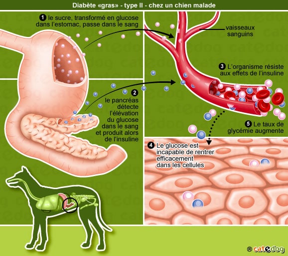 diabete-sucre-gras-type-II-chien