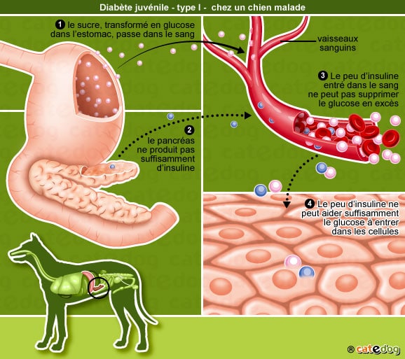 diabete-sucre-juvenile-type-I-chien