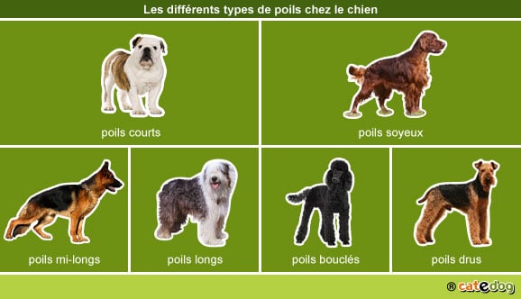 differents-types-poils-pelage-chien