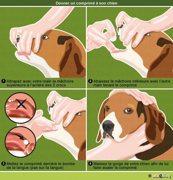vermifuger-vermifuge-medicament-antiparasitaire-puce-chien