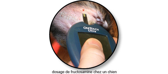 dosage-fructosamine-diabete-chien