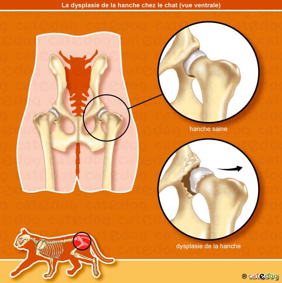 dyspalsie_hanche_ventrale_chat_catedog
