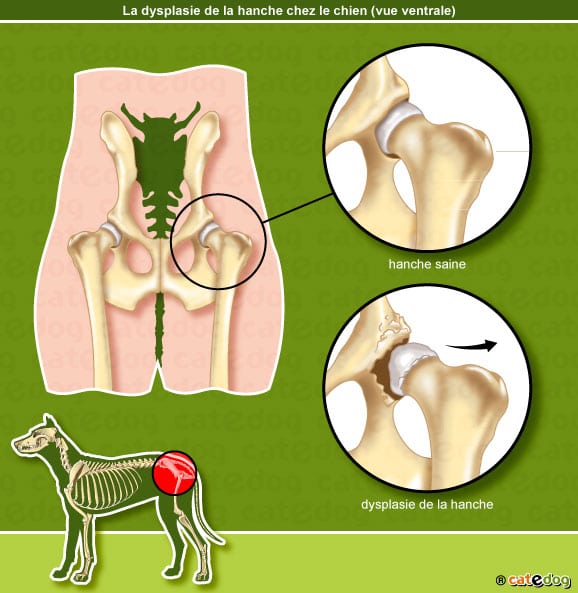 dyspalsie_hanche_ventrale_chien_catedog