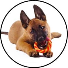Dysplasie de la hanche chez le chien